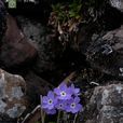 雙花報春 雙花報春