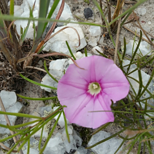 Ipomoea desmophylla