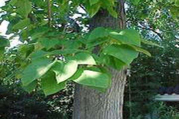 Catalpa speciosa Catalpa speciosa