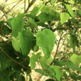 蝙蝠葛(防己科蝙蝠葛屬植物)