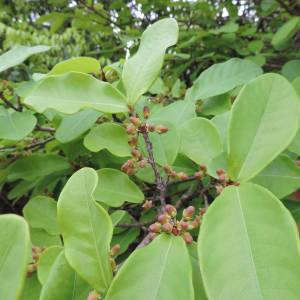Erythroxylum barbatum