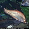 駝背魚 駝背魚