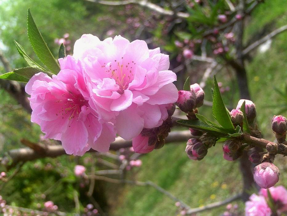 粉面桃花 粉面桃花