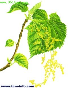 鞘柄木(Toricellia tiliifolia DC. Prodn.)