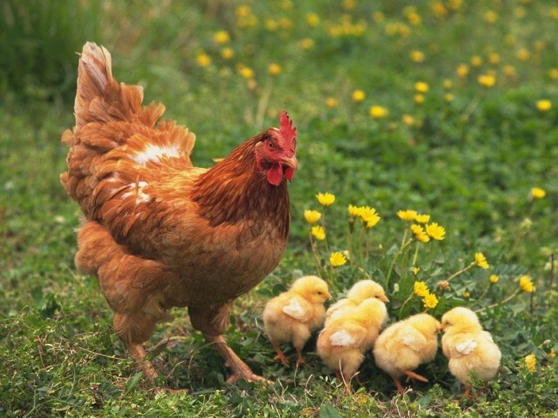 鳥類卵生動物——雞