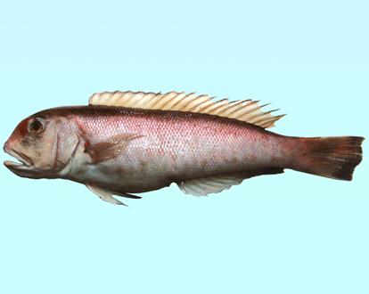方頭魚