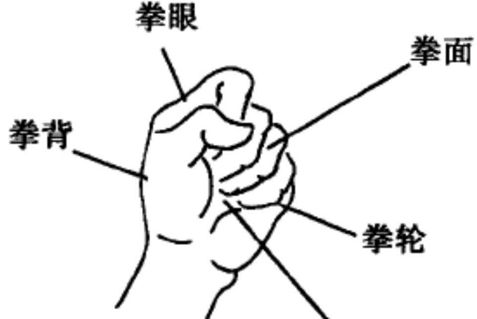 拳背 拳背