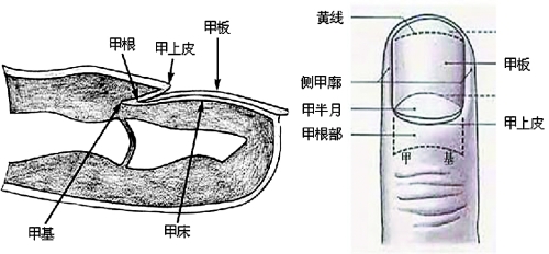 指甲組成名稱