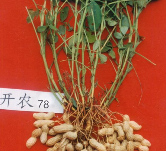 開農78 開農78