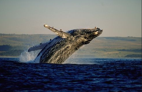 南非觀鯨之旅