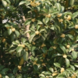 桂花(中藥材) 桂花(中藥材)