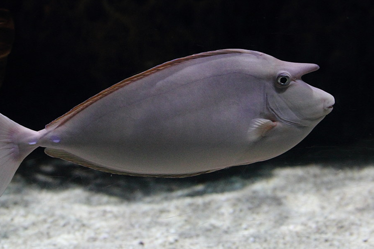 大眼鼻魚 大眼鼻魚