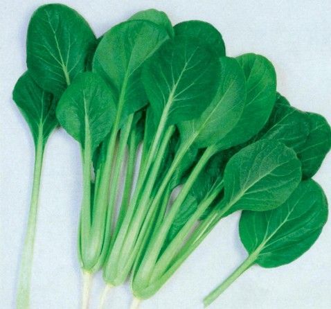 小菘菜 小菘菜