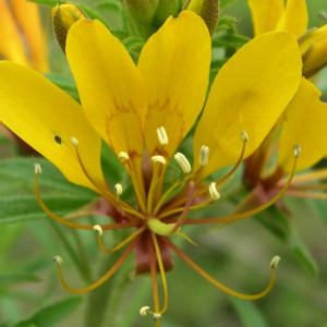 Cleome microaustralica