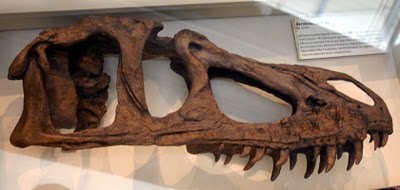馬什龍上頜骨化石標本