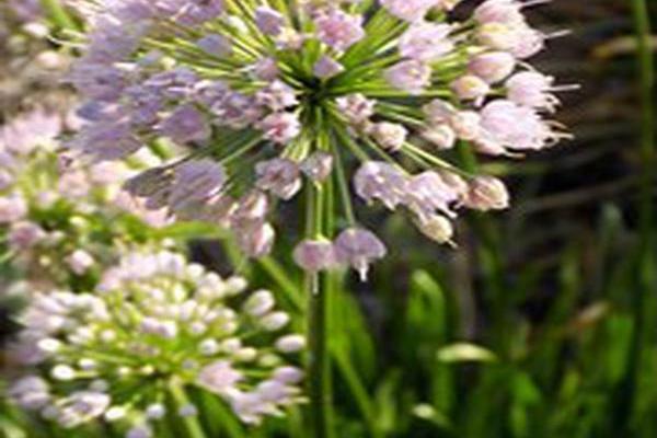 Allium lusitanicum