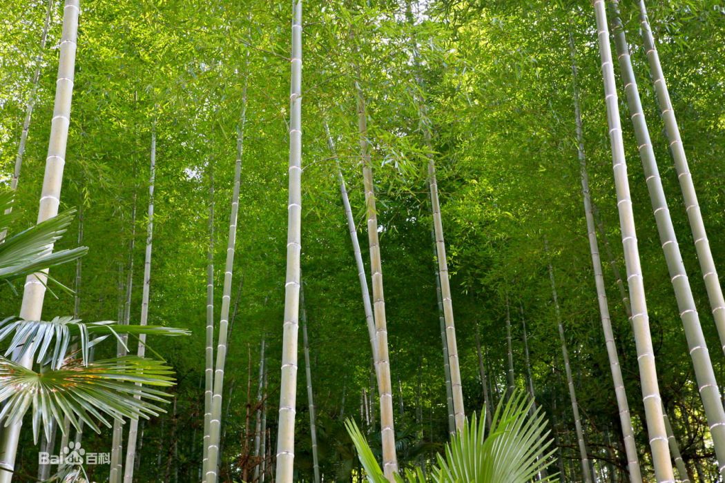 竹根七屬 竹根七屬