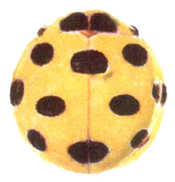十斑大瓢蟲（圖1）