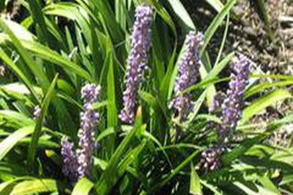 Liriope muscari \x27Royal Purple\x27 Liriope muscari \x27Royal Purple\x27