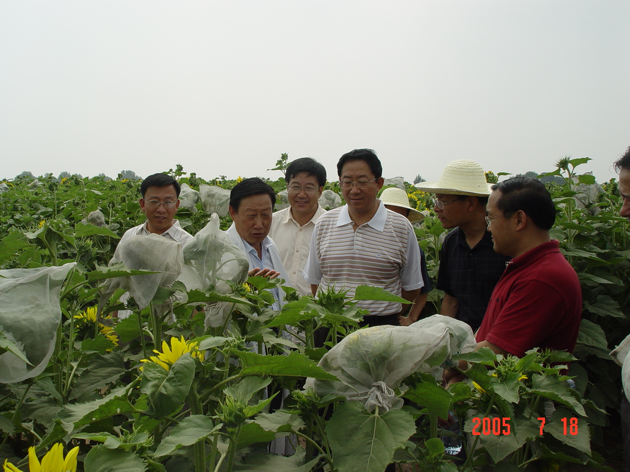 內蒙古自治區農牧業科學院作物育種與栽培研究所