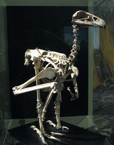 哈斯特鷹的骨骼化石，今天我們只能在博物館中見到這種動物了