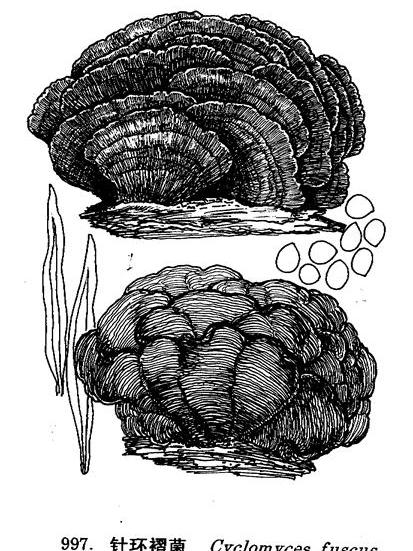 針環褶菌 針環褶菌