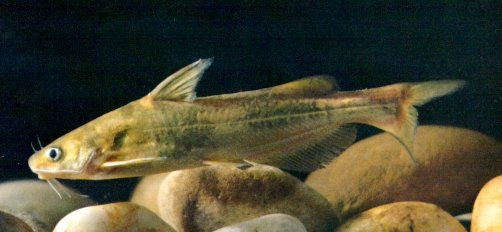 光澤黃顙魚