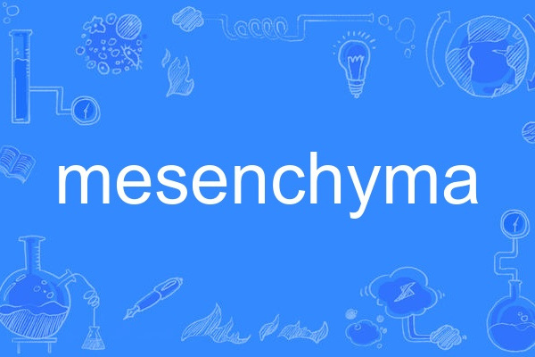 mesenchyma mesenchyma