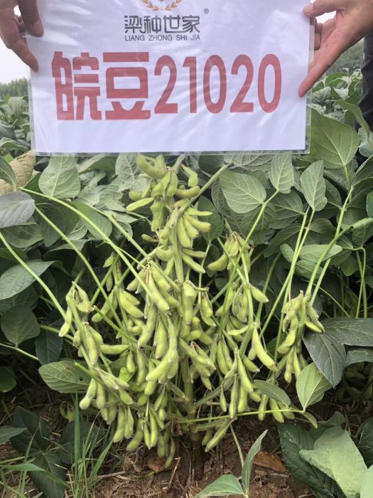 皖豆21020 皖豆21020
