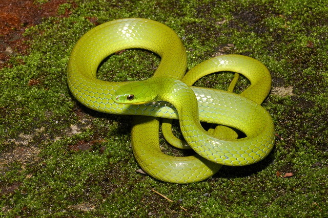 黃綠游蛇