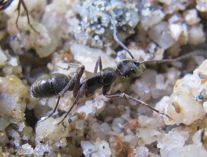聚紋雙刺猛蟻