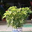 鵝掌花 鵝掌花