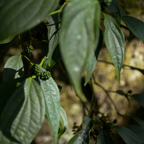 Piper peepuloides