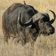非洲野水牛(非洲野牛)