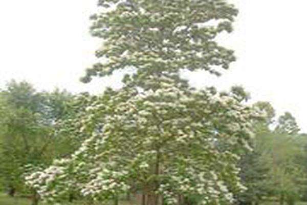 Catalpa bignonioides Catalpa bignonioides