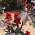紅色蓖麻 紅色蓖麻