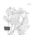 粉背葉人字果 粉背葉人字果