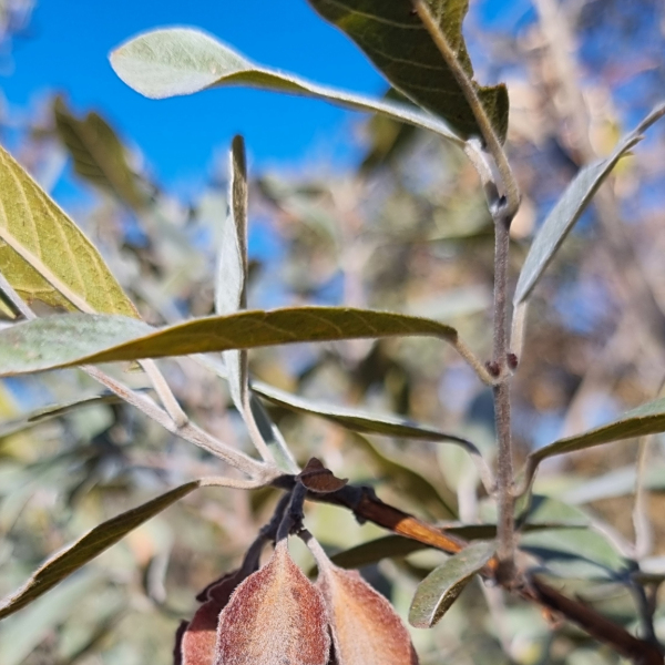 Combretum moggii