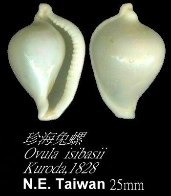 珍海兔螺 珍海兔螺
