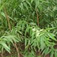 吊皮錐(吊皮椎) 吊皮錐(吊皮椎)