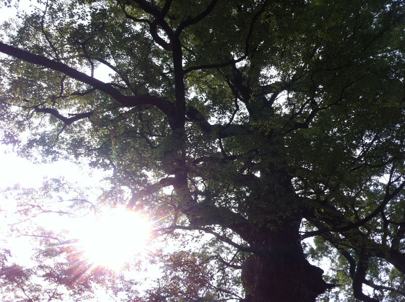 水口木-千年古樟樹。
