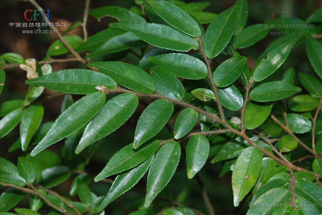 廣東毛蕊茶 廣東毛蕊茶