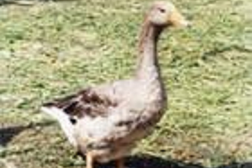 狼頭鵝 狼頭鵝