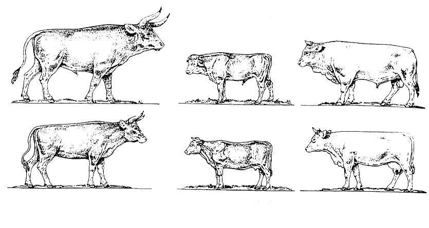 雌雄原牛（左）與其他牛的對比