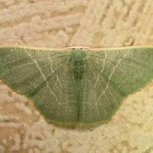 渺樟翠尺蛾