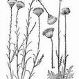 羽冠苓菊 羽冠苓菊