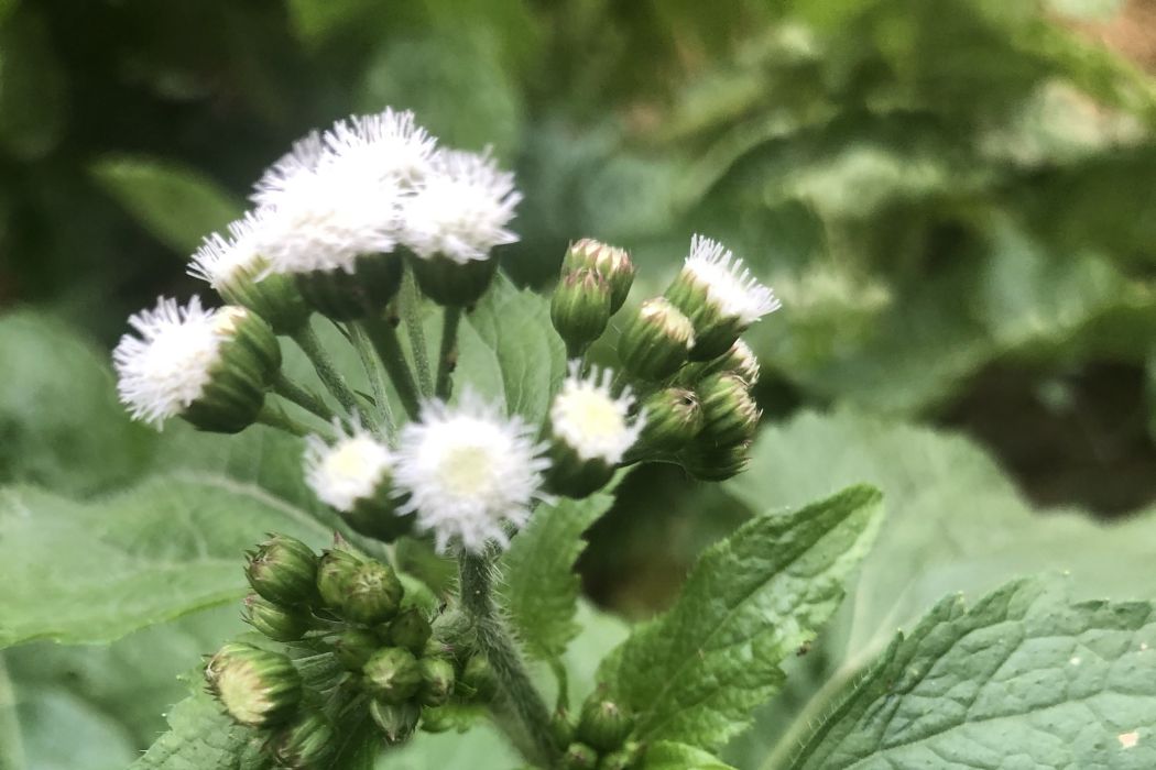 白花草 白花草