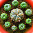 兜(仙人掌科植物) 兜(仙人掌科植物)