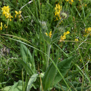 Knautia baldensis