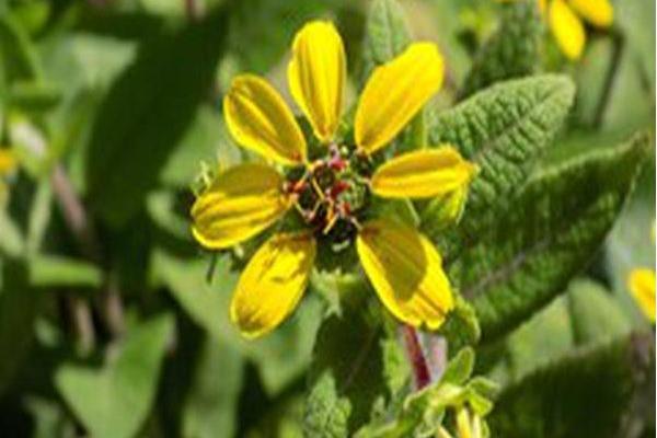 Berlandiera texana